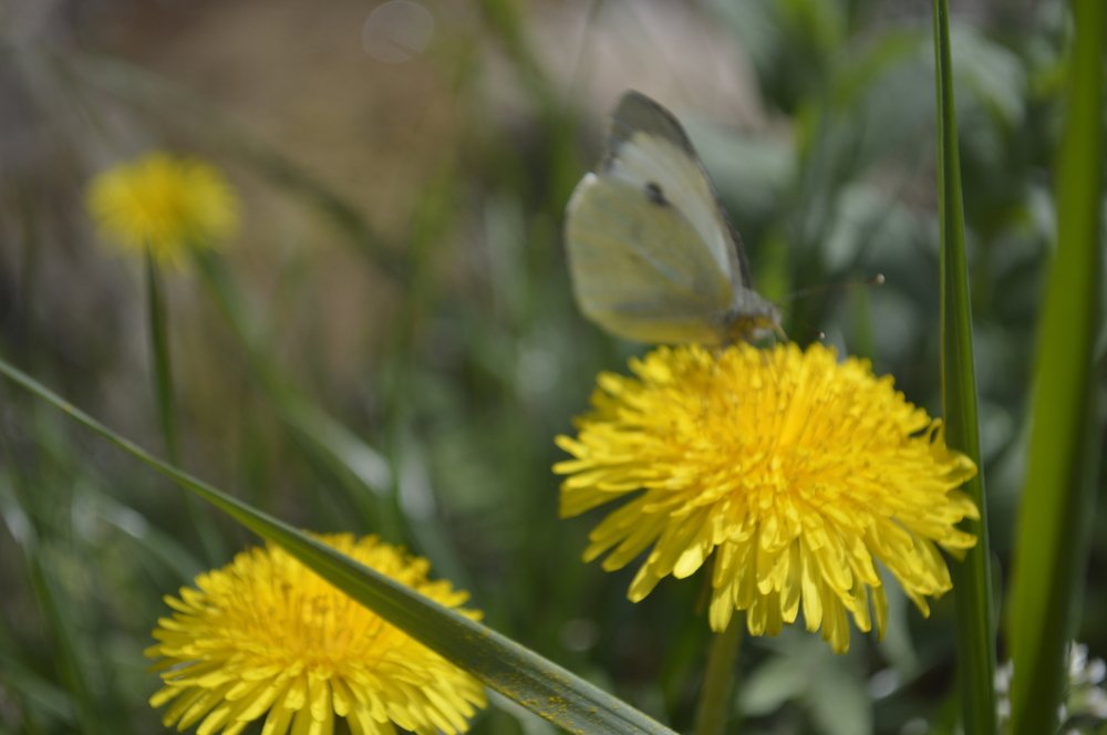 Photograph by Ольга Сизонюк