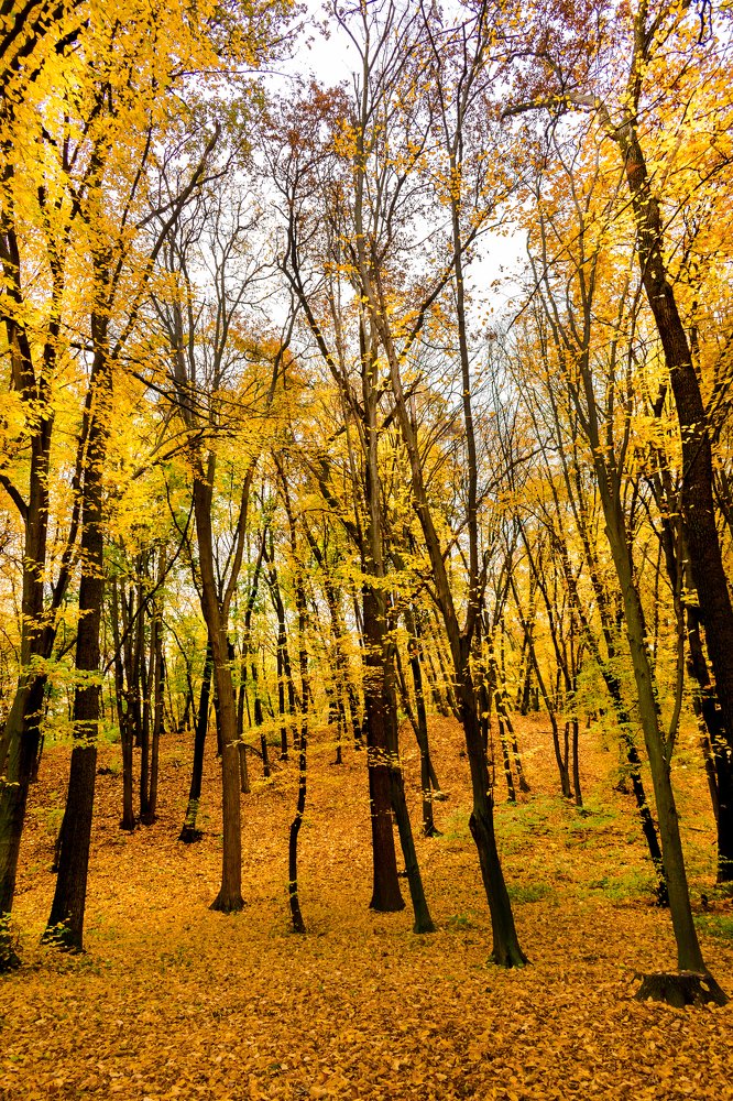 Photograph by Олександр Дмитрук