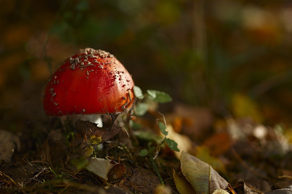 Photograph by Оксана Сироштан