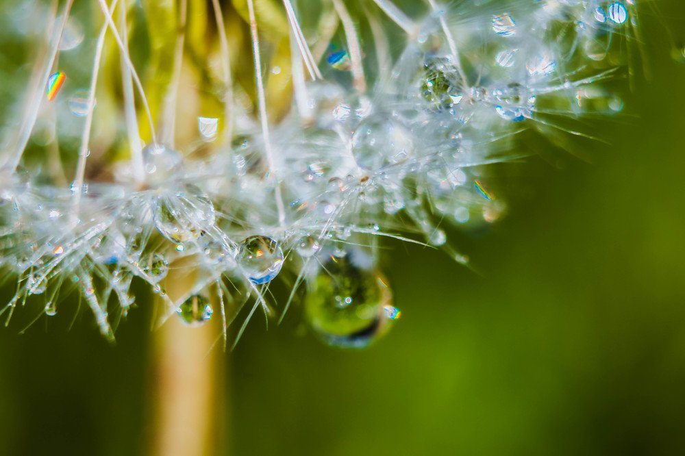 Dandelion with water drops