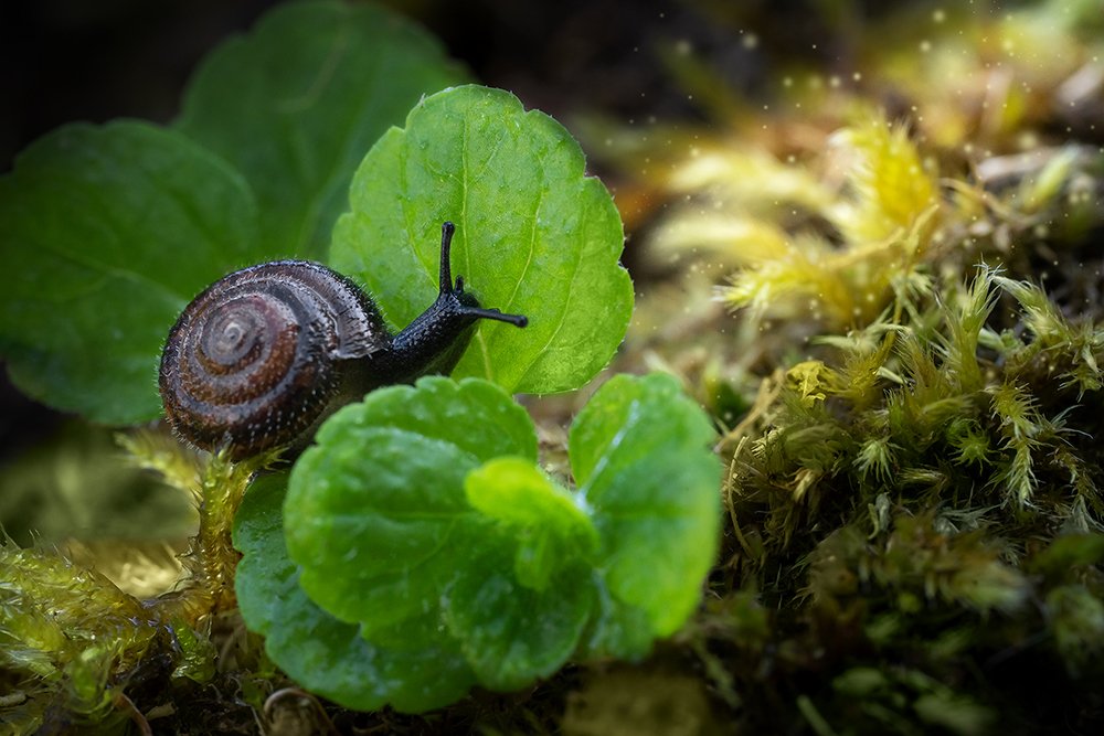 Улитка на прогулке