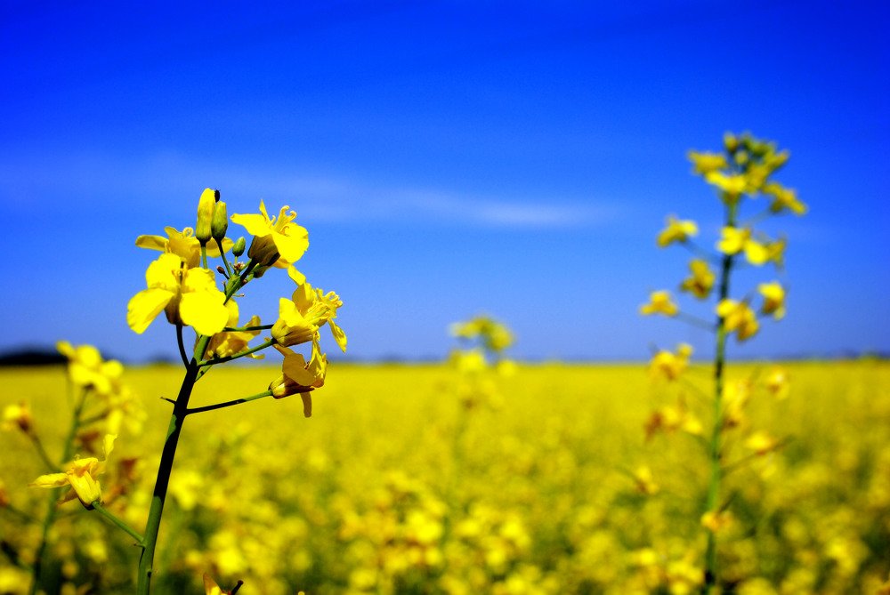 Yellow field