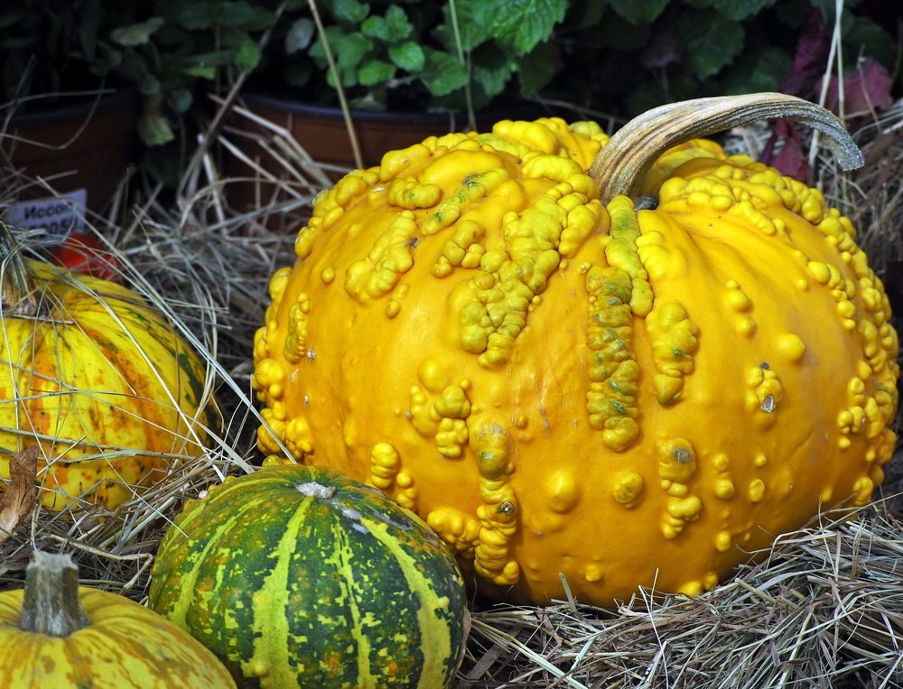 Большая желтая тыква