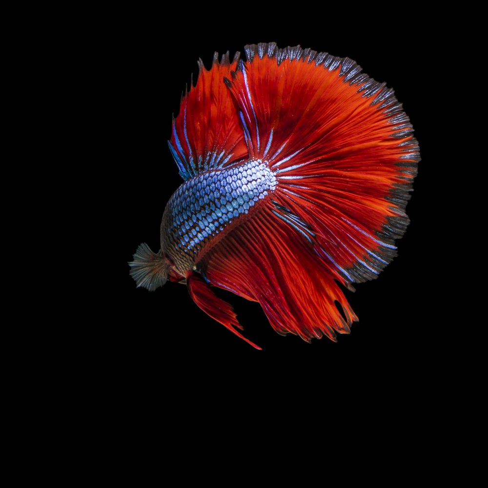 Photograph by Ronaldo Edson Reyes