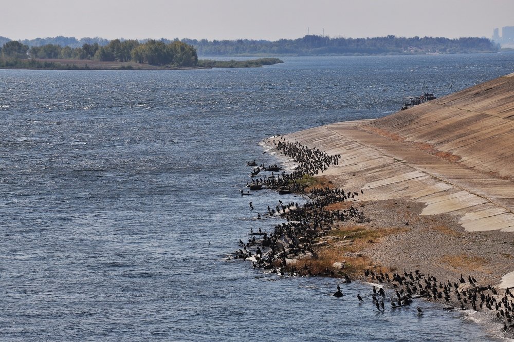 Волжские  Бакланы