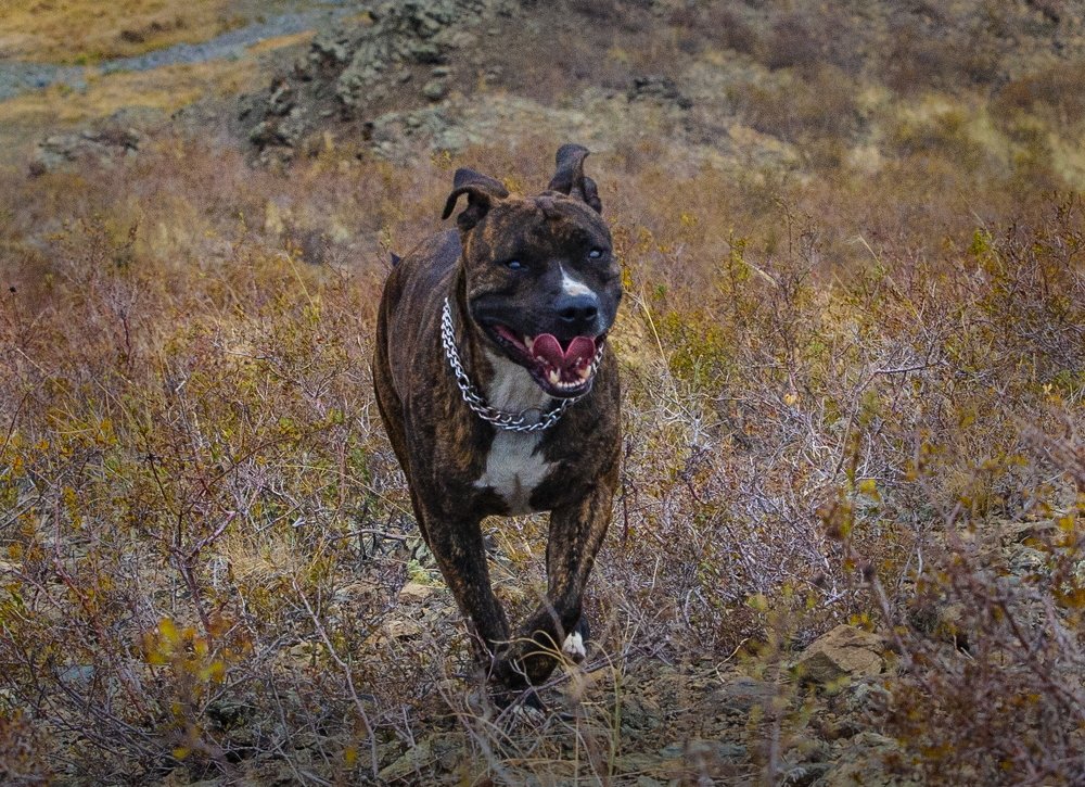 Photograph by петр чиков