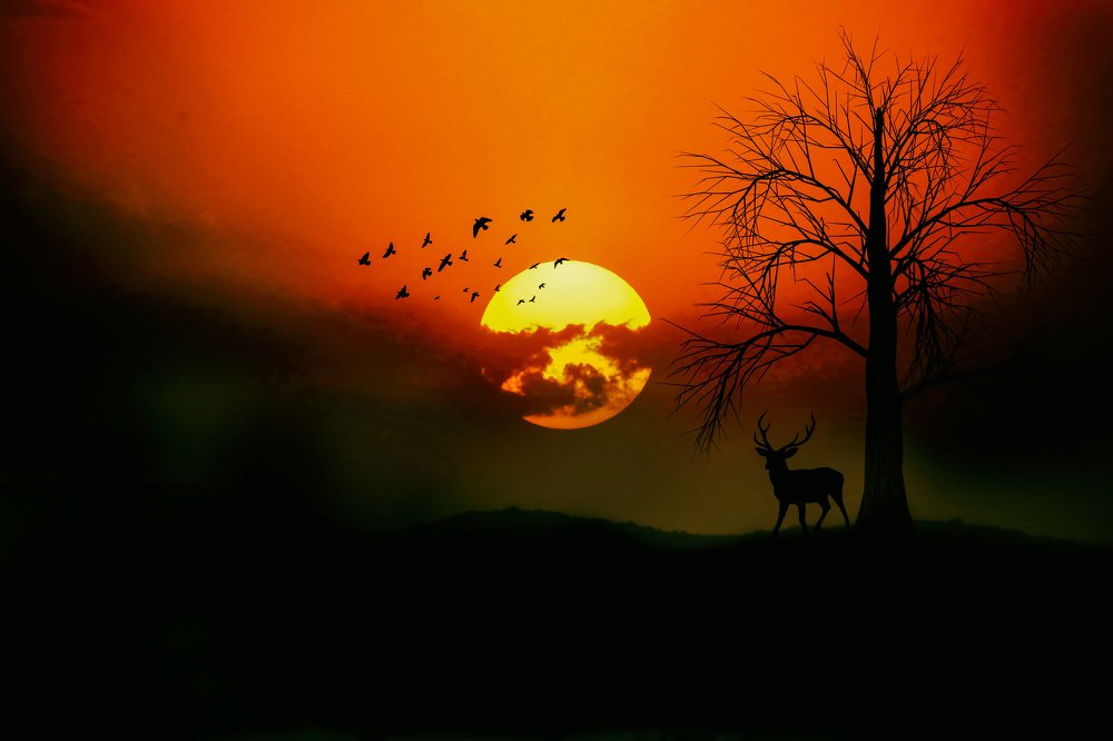 Фотография автора SANJAY BOSE