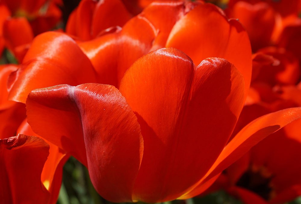 В лучах солнца ...