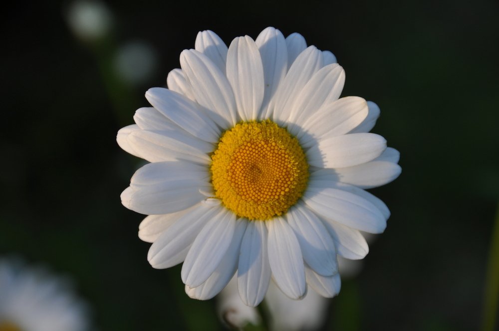 Photograph by Евгений Захаров