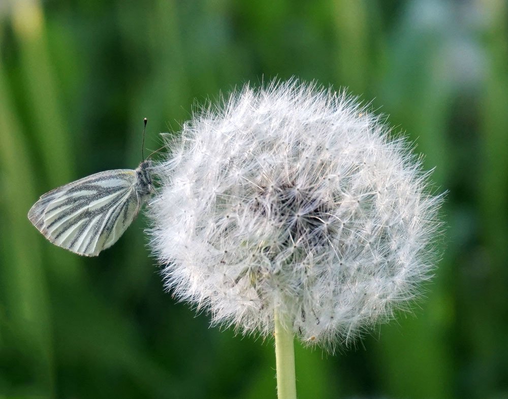 Photograph by Корженевская Лариса Анатольевна