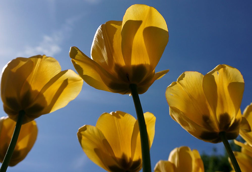 Желтые тюльпаны ...