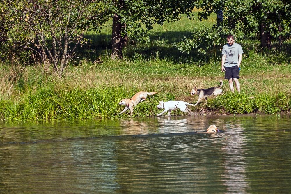 Хорошо на речке летом