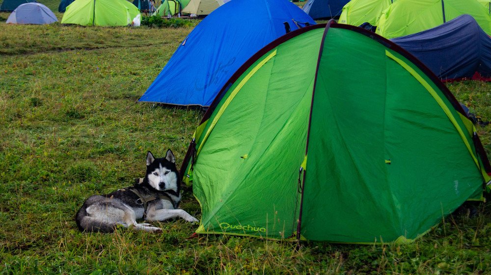 Husky is high in the mountains.