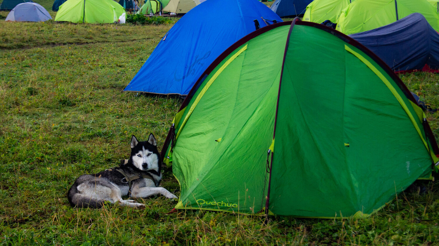 Husky is high in the mountains.