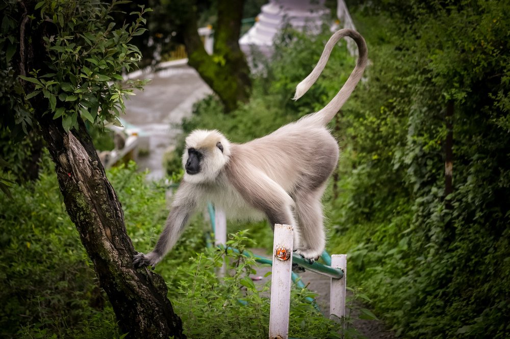 Photograph by Meenakshi Thakur