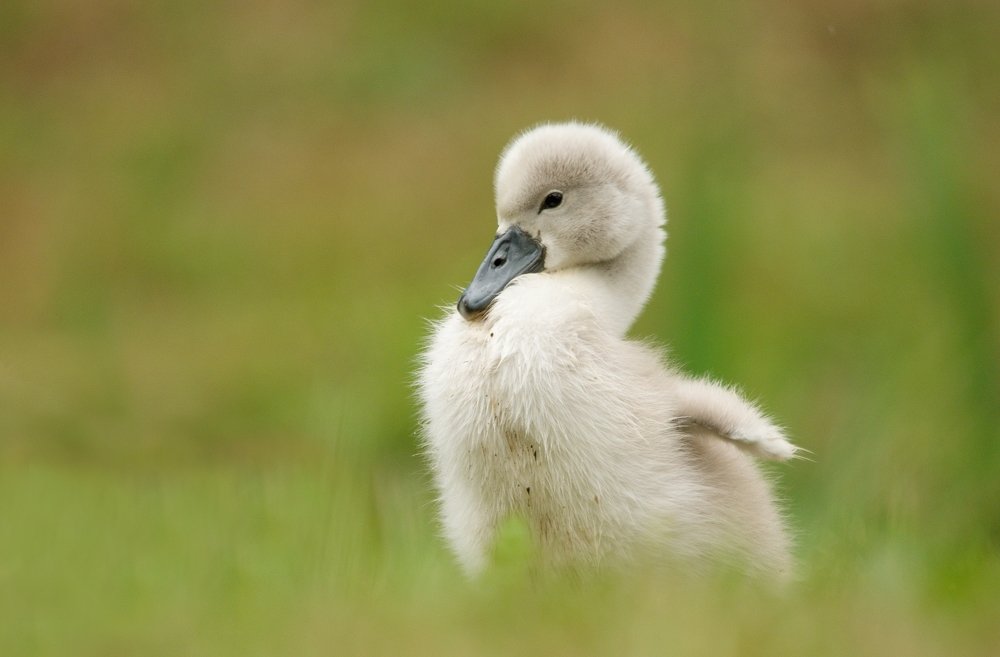 Photograph by Martin Thum