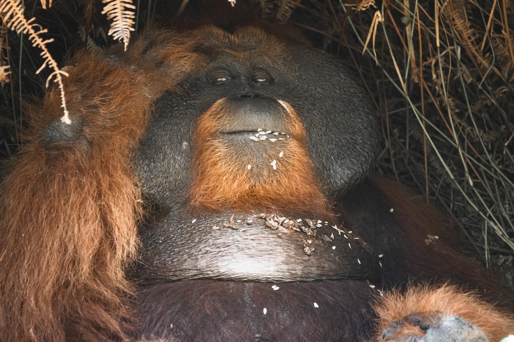 Bornean Orang Hutan