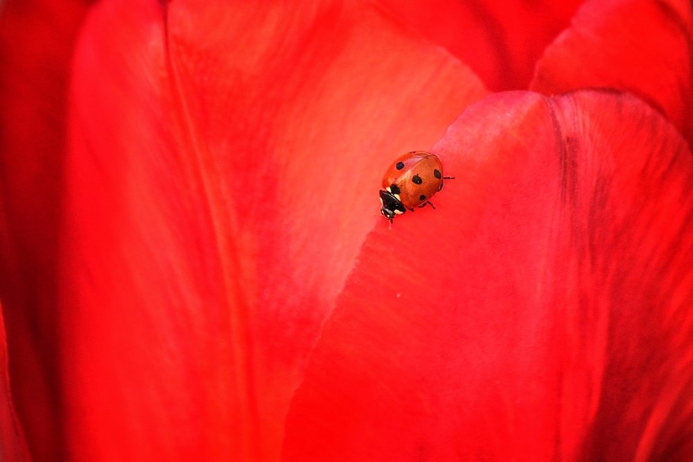 Красное на красном.