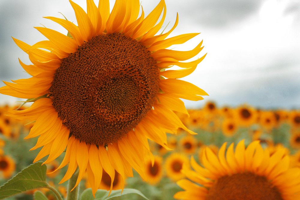 Photograph by Svetlana Nazarenko