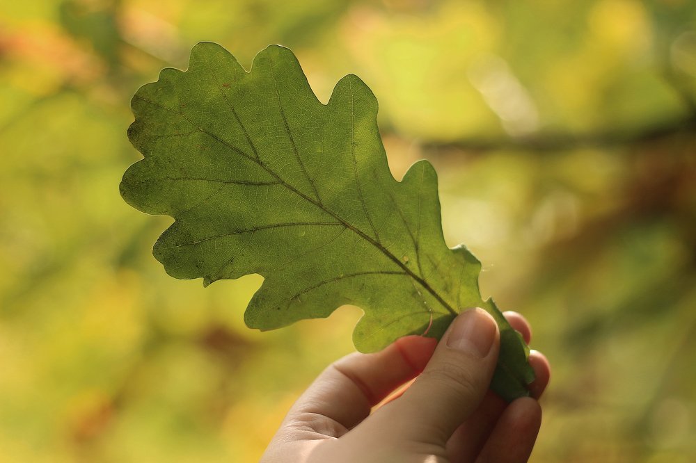 Photograph by Анастасия Мещерякова