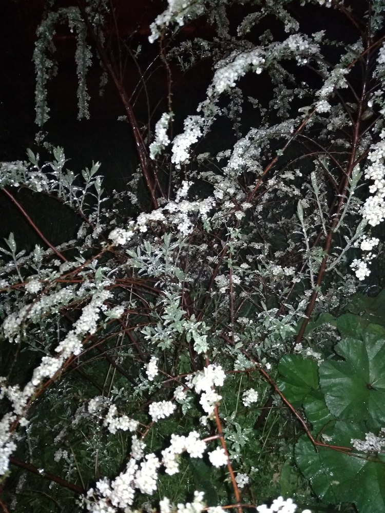 spring silver. весна