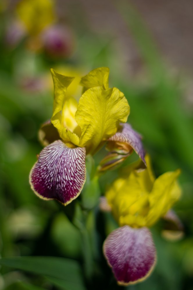 Photograph by Nadezda Sarap