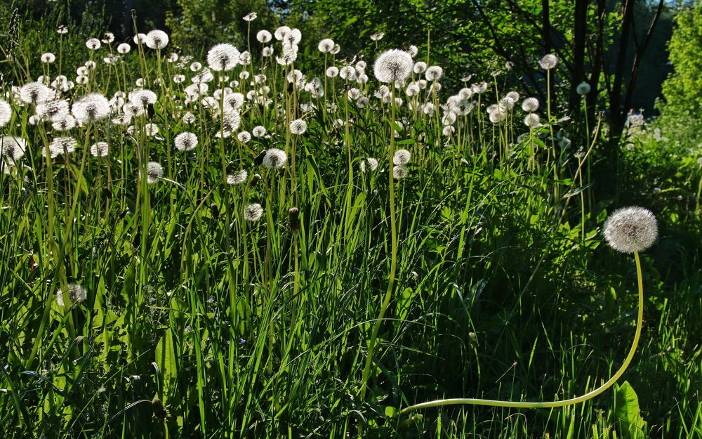 Индивидуалист.