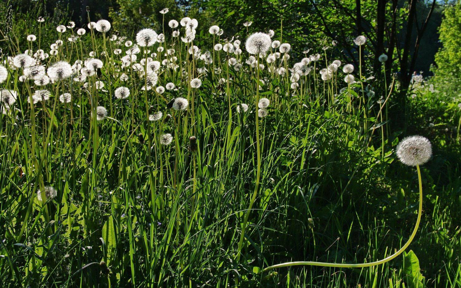 Индивидуалист.