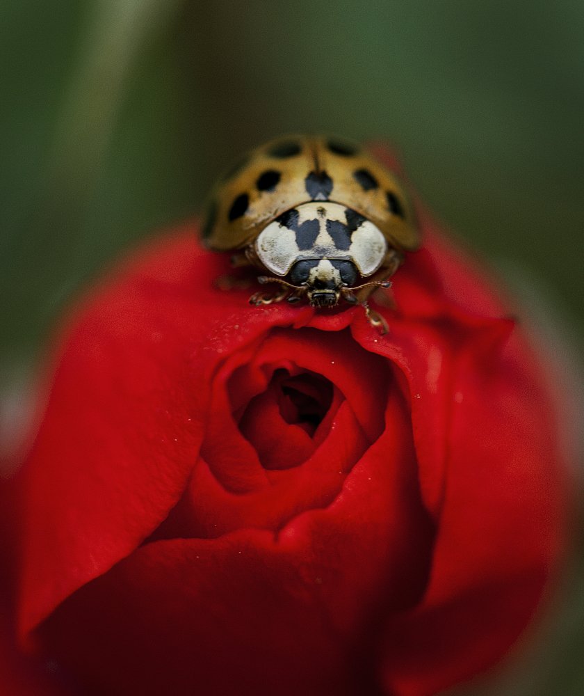 Photograph by Татьяна Березовская