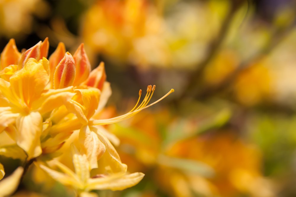 Photograph by  Mykhailo