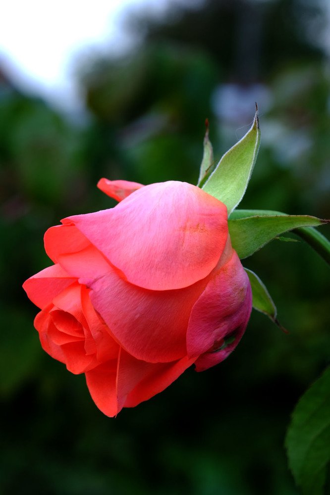 Photograph by Евгений Шувалов