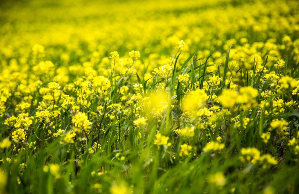 Photograph by marianna chechik