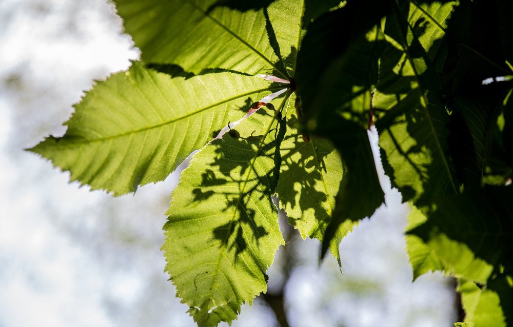 Photograph by marianna chechik