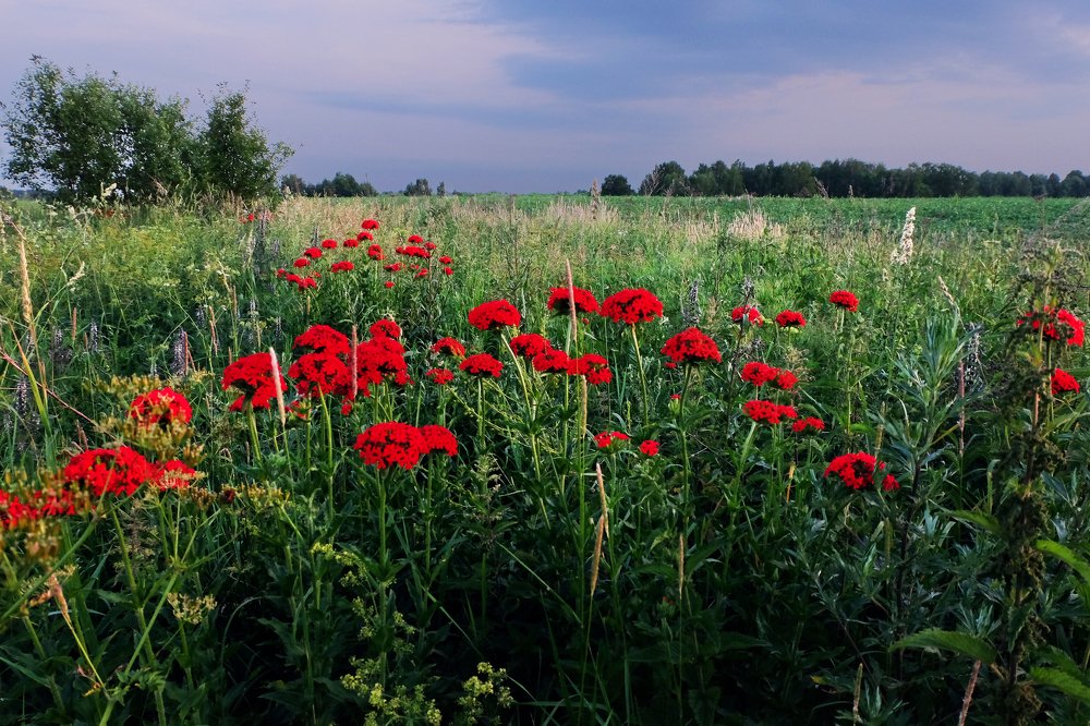 Photograph by Anna Saltykowa