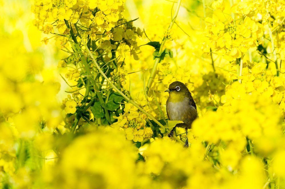 A white-eye says Spring has come