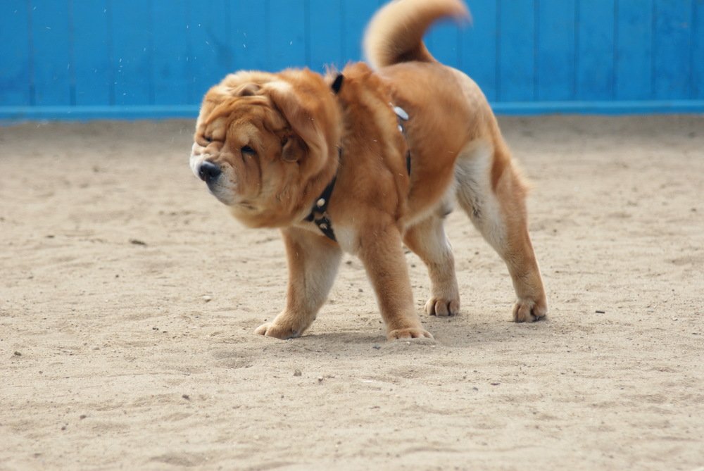 Встряхнулся