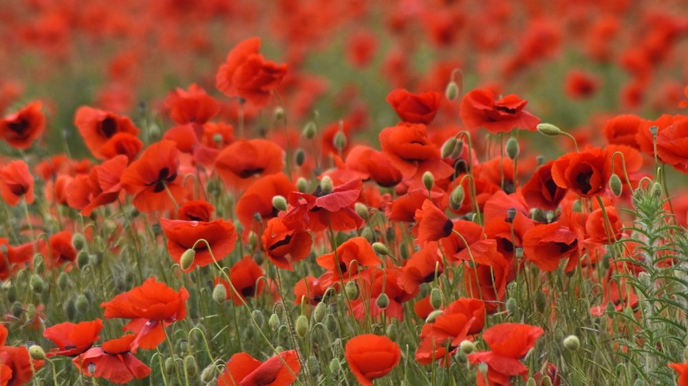 Photograph by Игорь Кузьмин