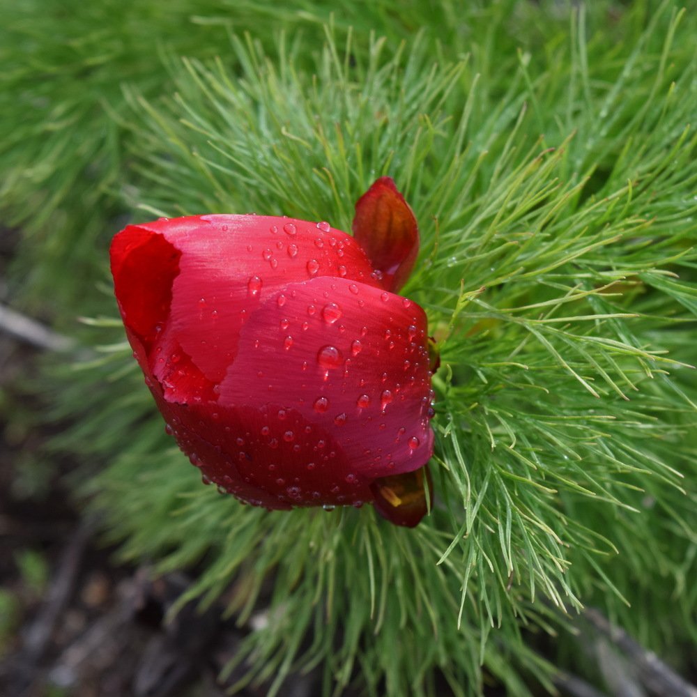 Photograph by Игорь Кузьмин