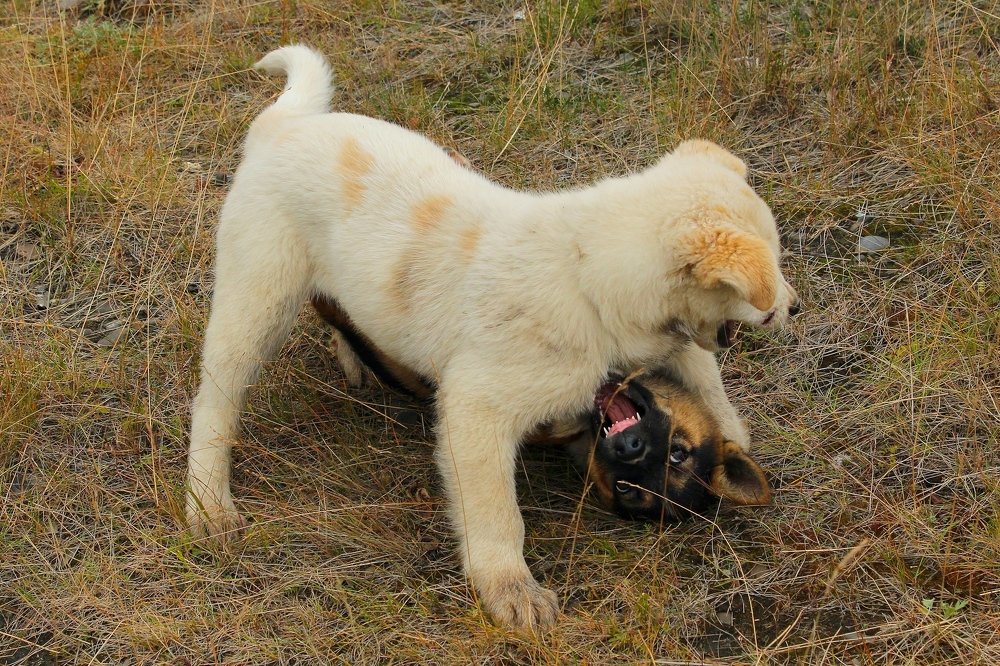 Photograph by Александр Велигура