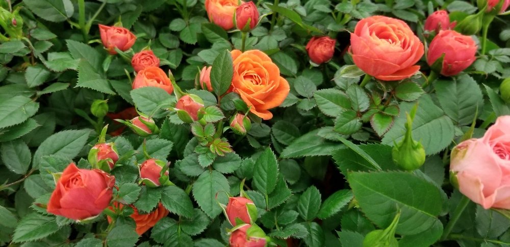 Миниатюрные розы.