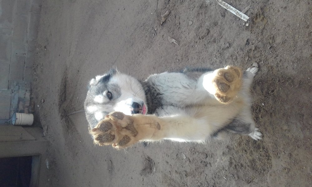 Photo #3626615