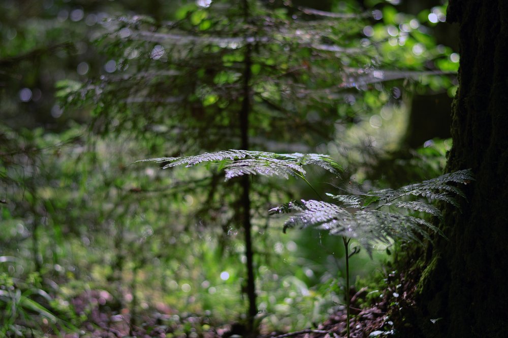 Photograph by Ирина Васильева