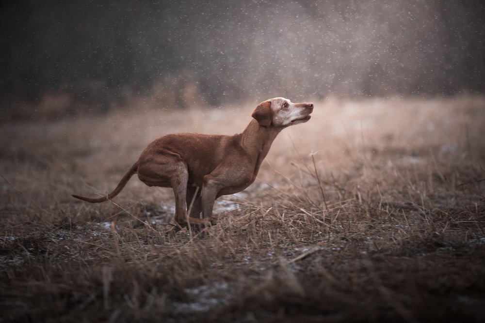 Photograph by Alexandra Morrison