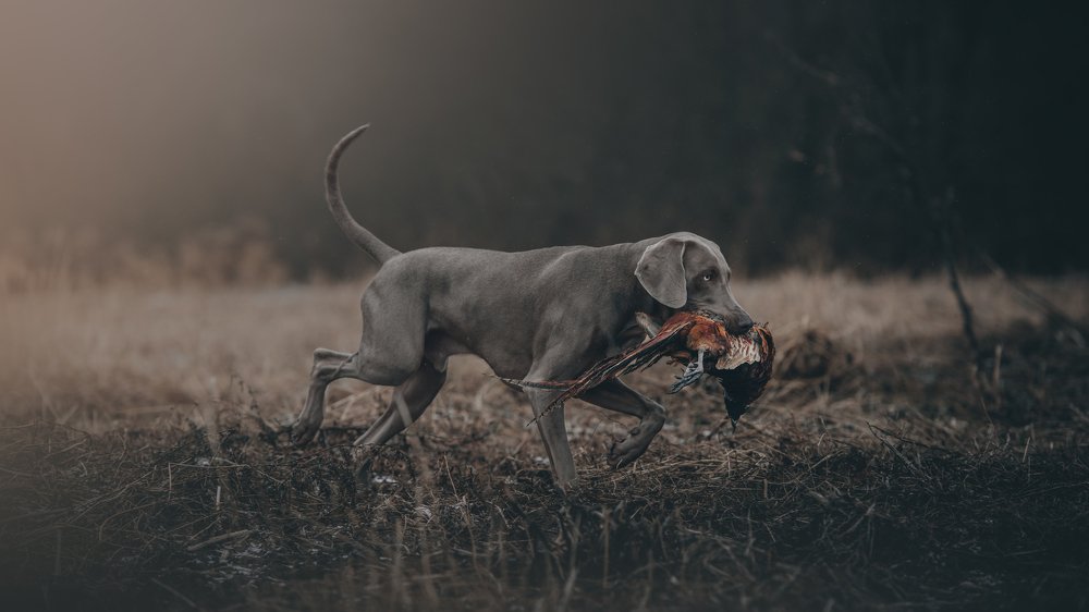 Photograph by Alexandra Morrison