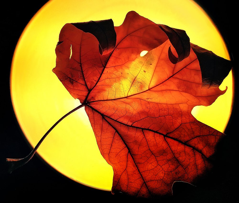 Фотография автора Маис Киракозов