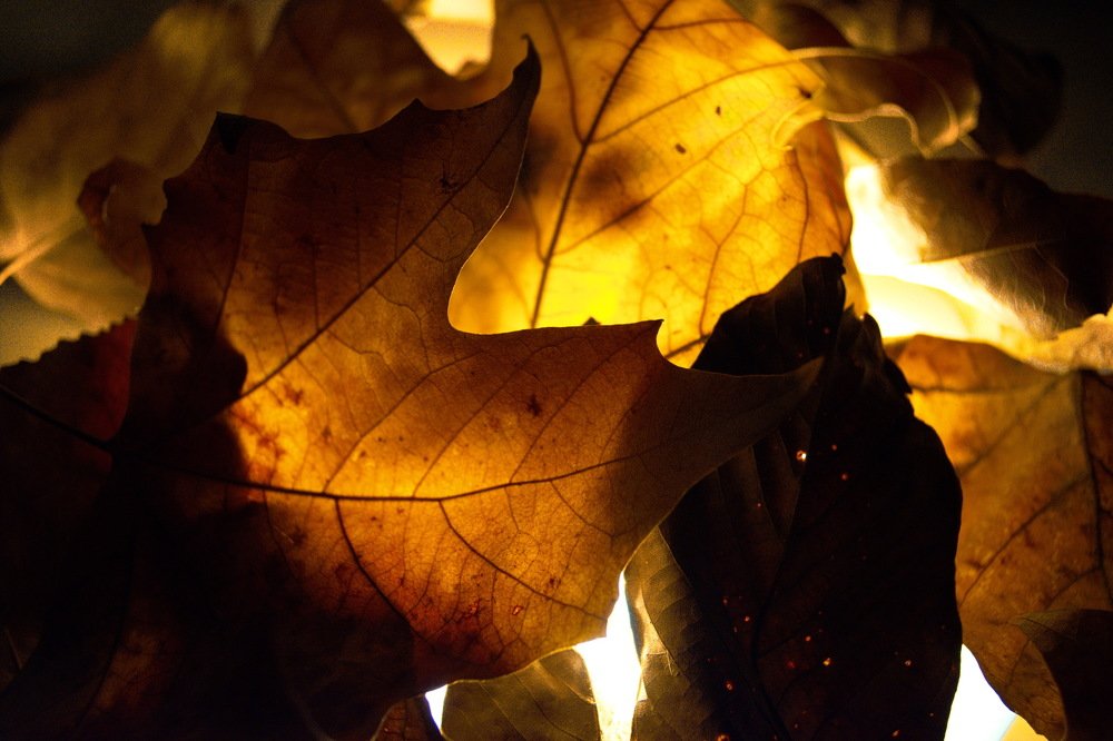 Осенние листья