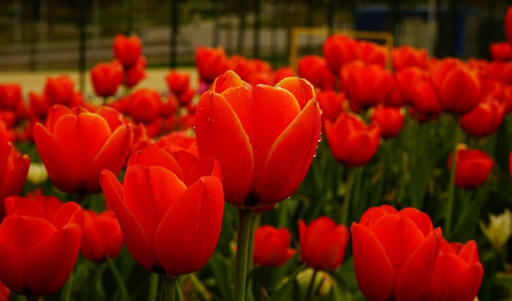 Красные тюльпаны