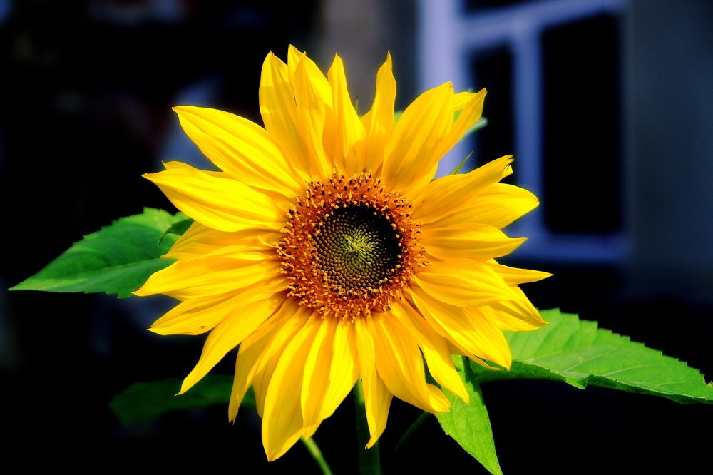 Подсолнух под моим окном