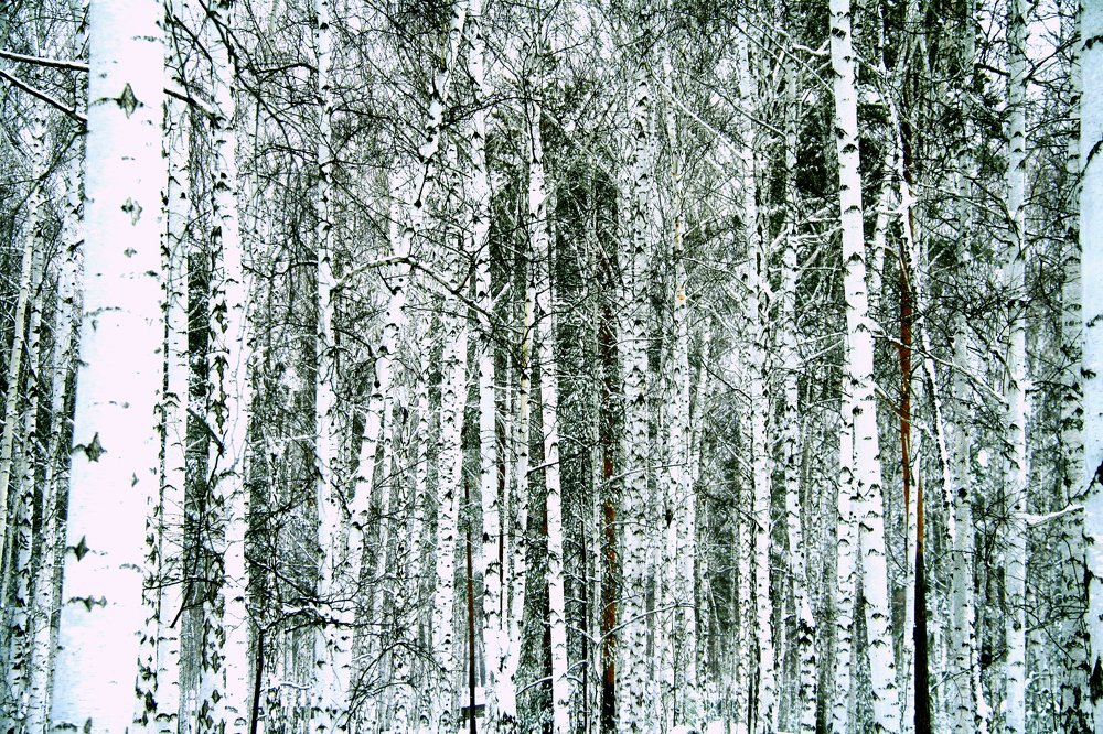 Photograph by Эдуард Петруша