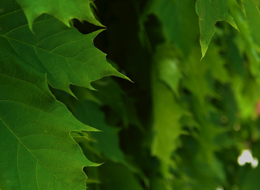 Photograph by Анастасия Моисеева